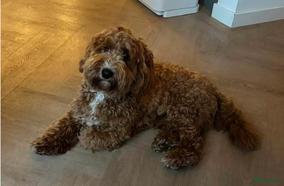 Kruising honden te koop: Prachtige  mini labradoodle pups  - Advertentie 12