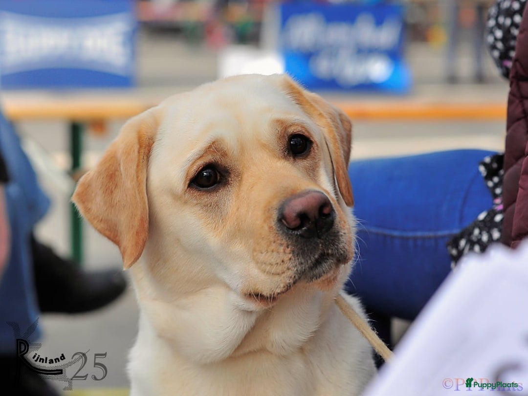 Labrador Retriever honden te koop: Nog enkele zwarte pups beschikbaar - Advertentie 2
