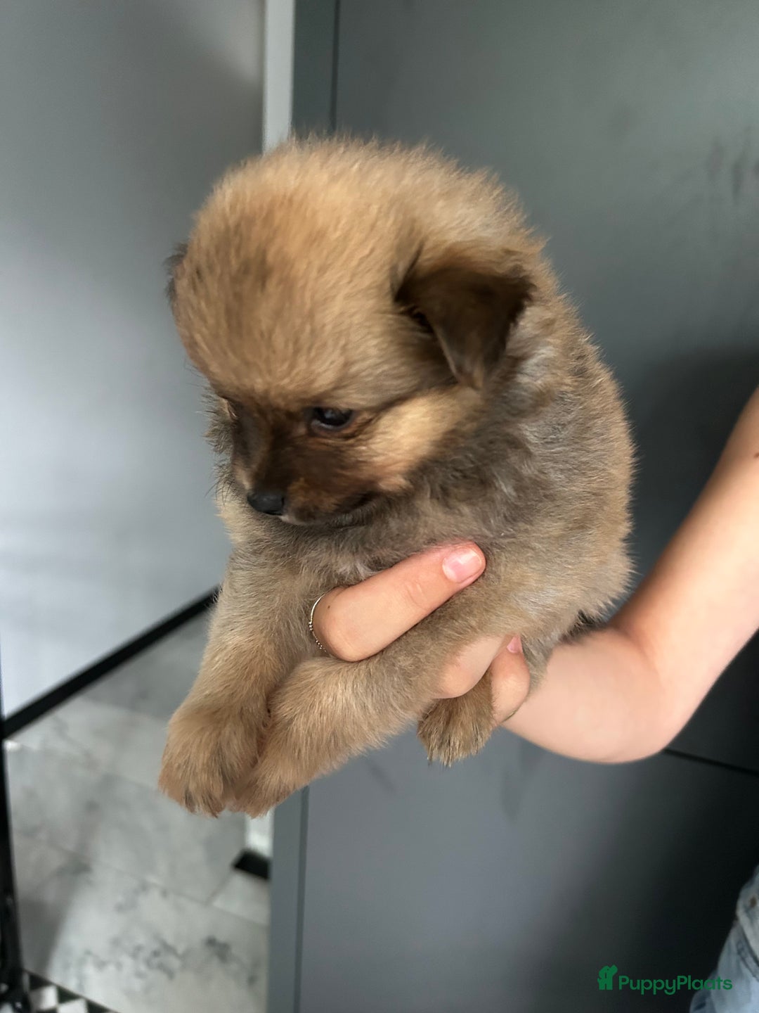 Pomchi honden te koop: Pomchi pups - Afbeelding 7