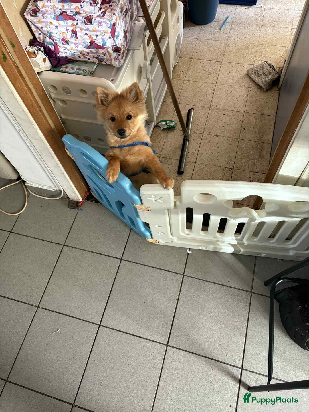 Pomeriaan honden te koop: Pomiraan lief manneke - Advertentie 3