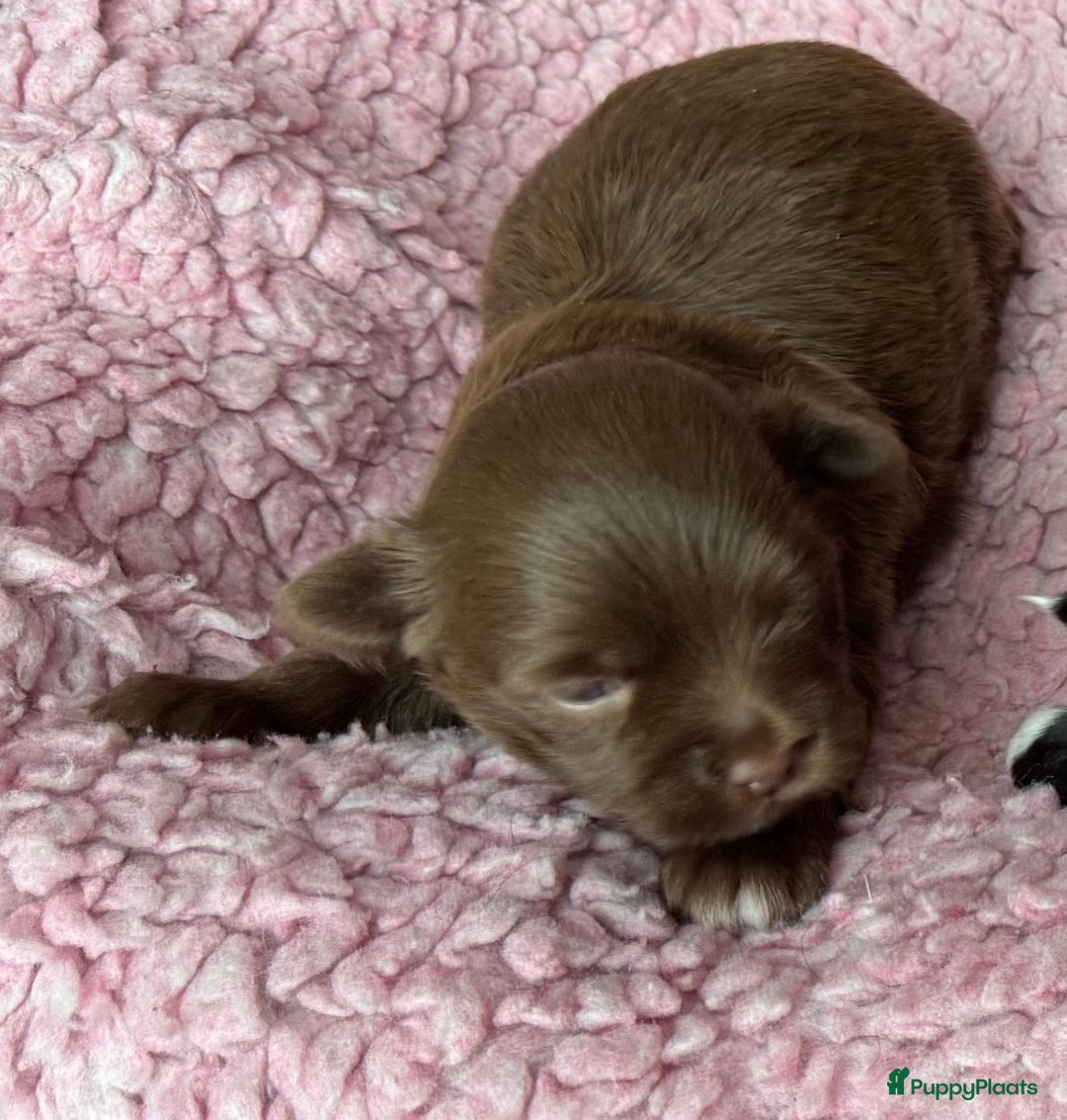 Bolonka Zwetna honden te koop: Bolonka Zwetna pups - kleine knuffels - Advertentie 10