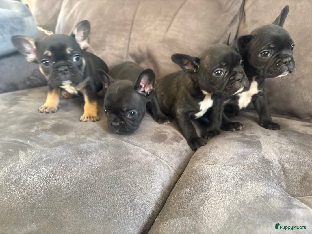 Franse Bulldog honden te koop: Franse bulldog pups - Advertentie 2
