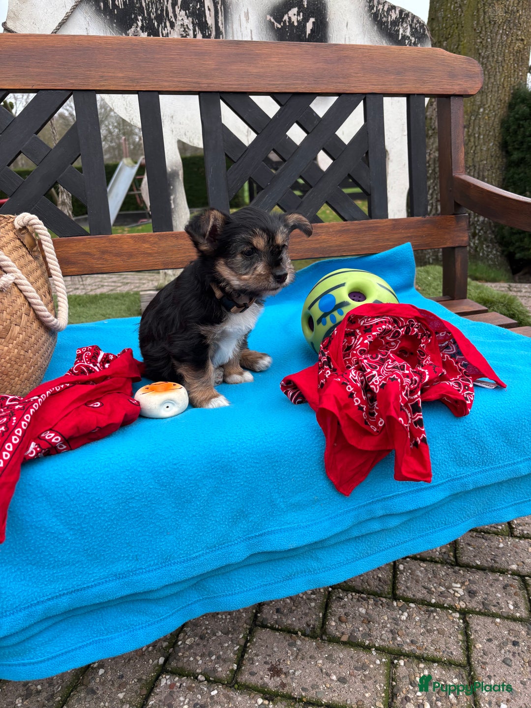 Kruising honden te koop: Een Schattig Puppy - Advertentie 9