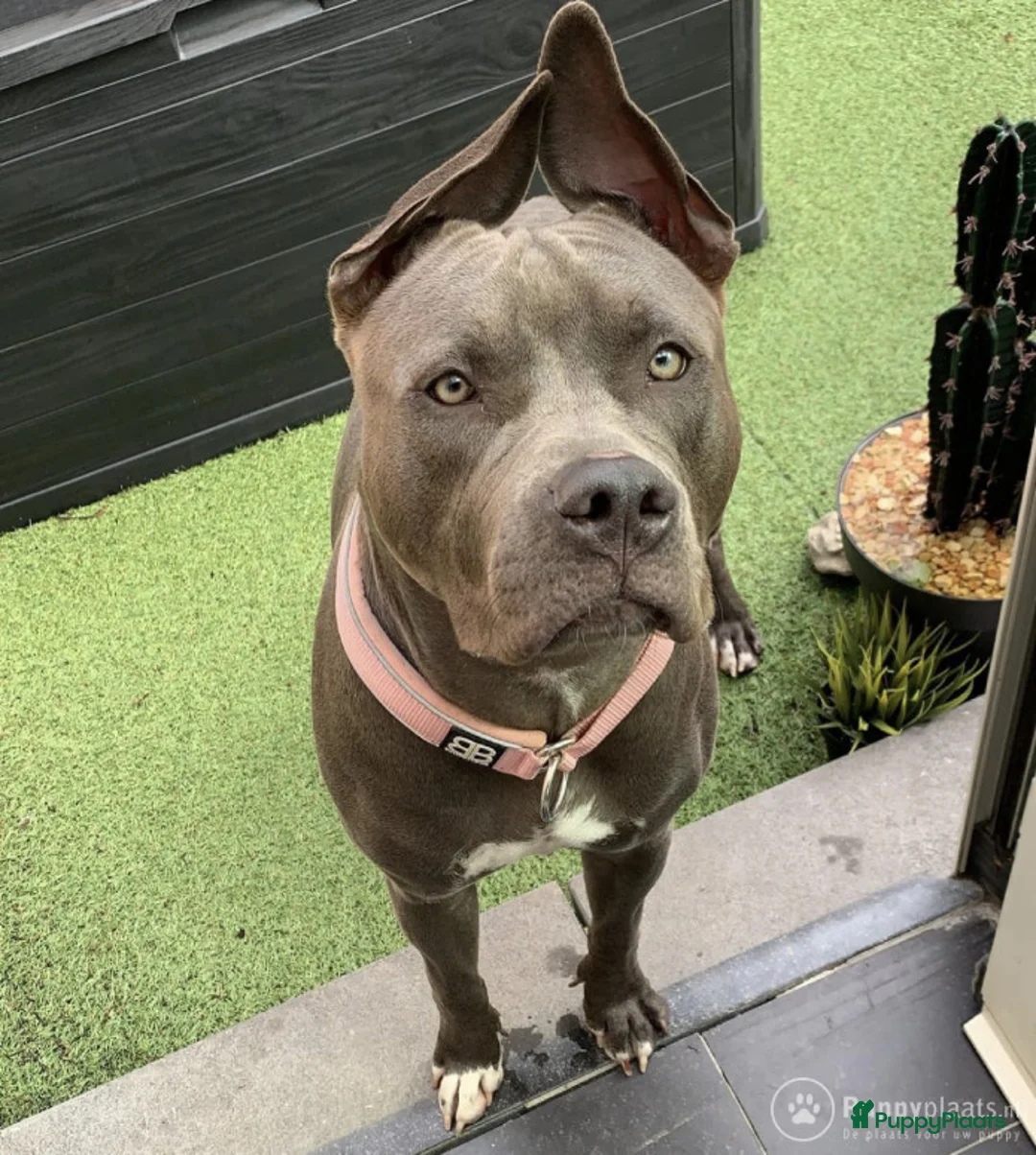 American Staffordshire Terriër honden ter dekking: American staffordshire terrier blue ROZA in Koewacht - Advertentie 2