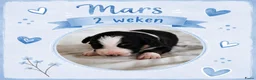 Australian Shepherd honden te koop: Stamboom pups geboren!  - Advertentie 3