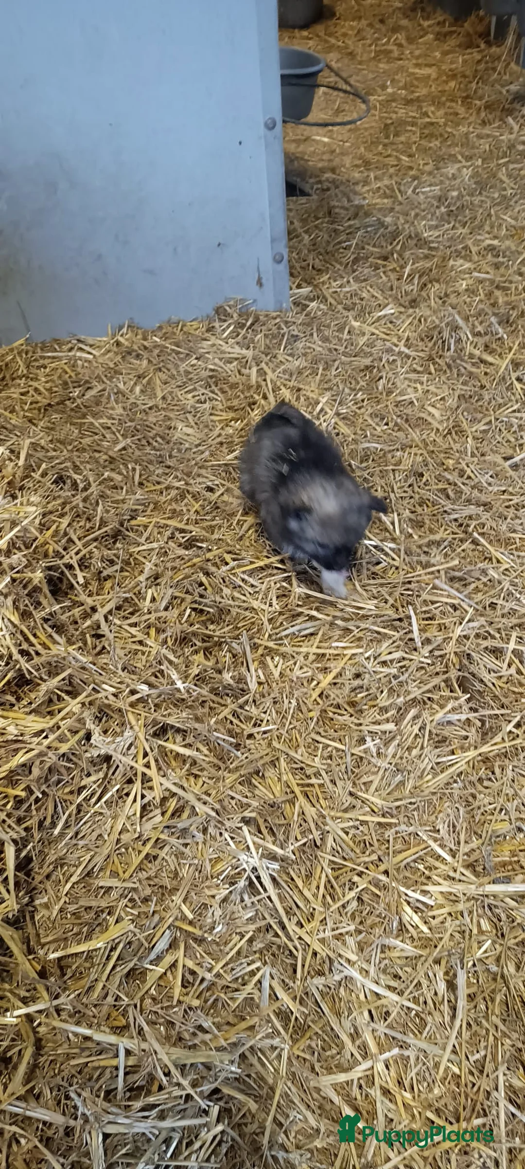 Keeshond honden te koop: Keeshond wolfsgrauw. Grijs. Blauw. - Advertentie 19