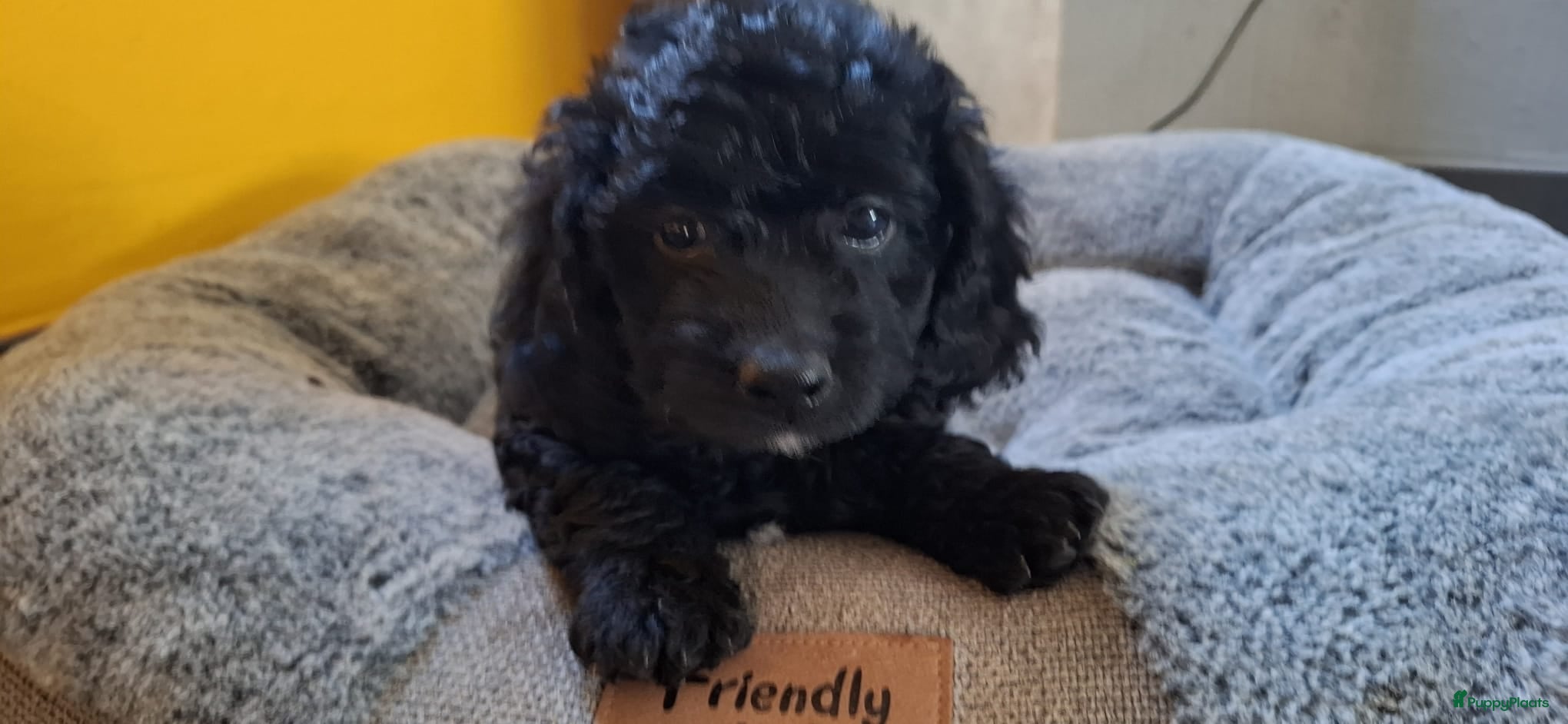 Cavapoo honden Teddy zwarte Cavapoo pups – zacht & sociaal - Advertentie 1