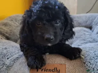Cavapoo honden Teddy zwarte Cavapoo pups – zacht & sociaal - Advertentie 14