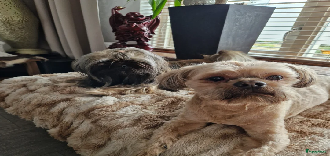 Galerij afbeelding {{count}}