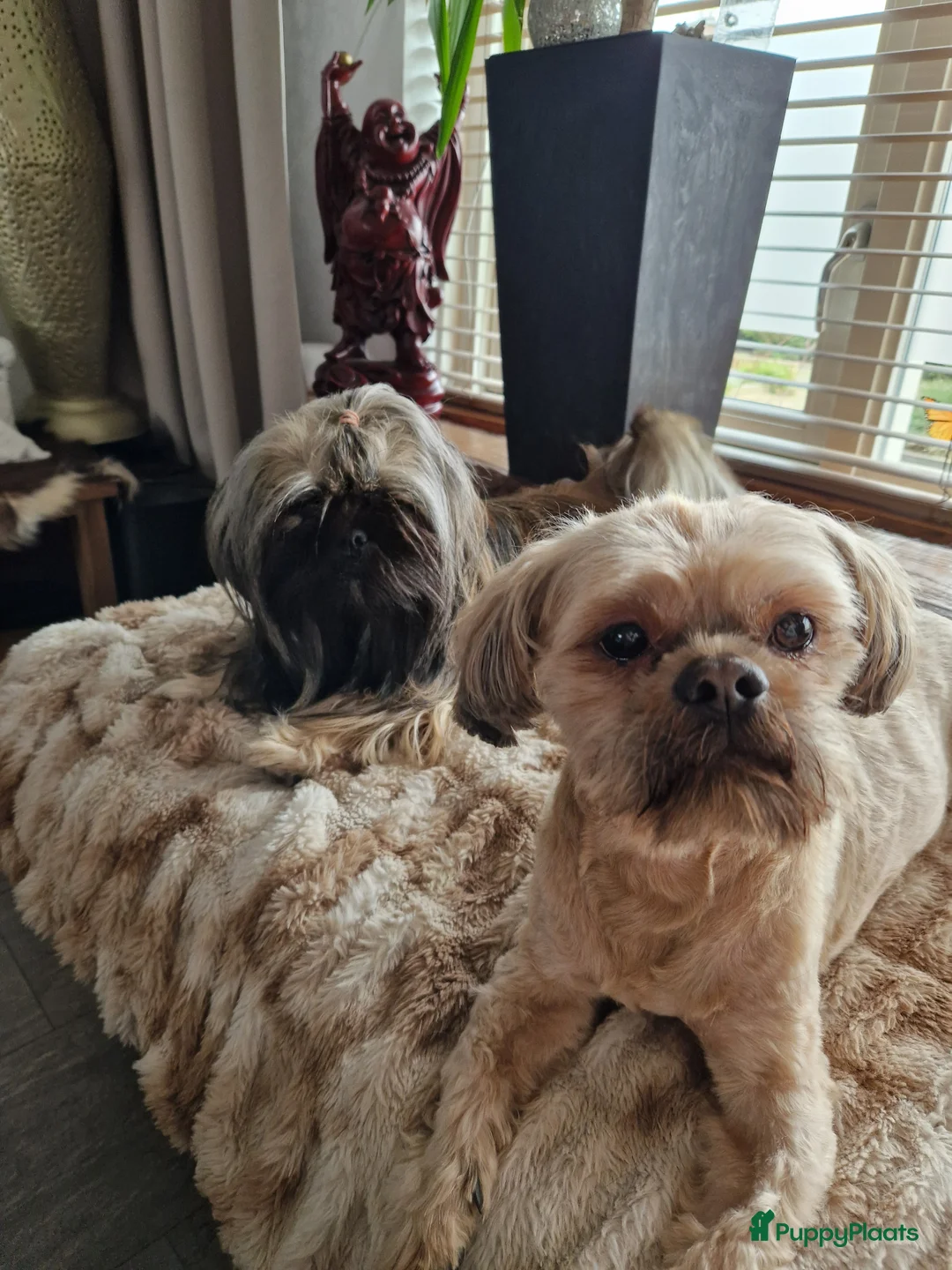 Galerij afbeelding {{count}}