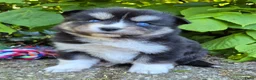 Kruising honden te koop: Pomsky x shiba inu (1/4) pups - Advertentie 9