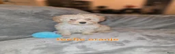 Maltipoo honden te koop: Mooie maltipoo pups 8 weken oud - Advertentie 2