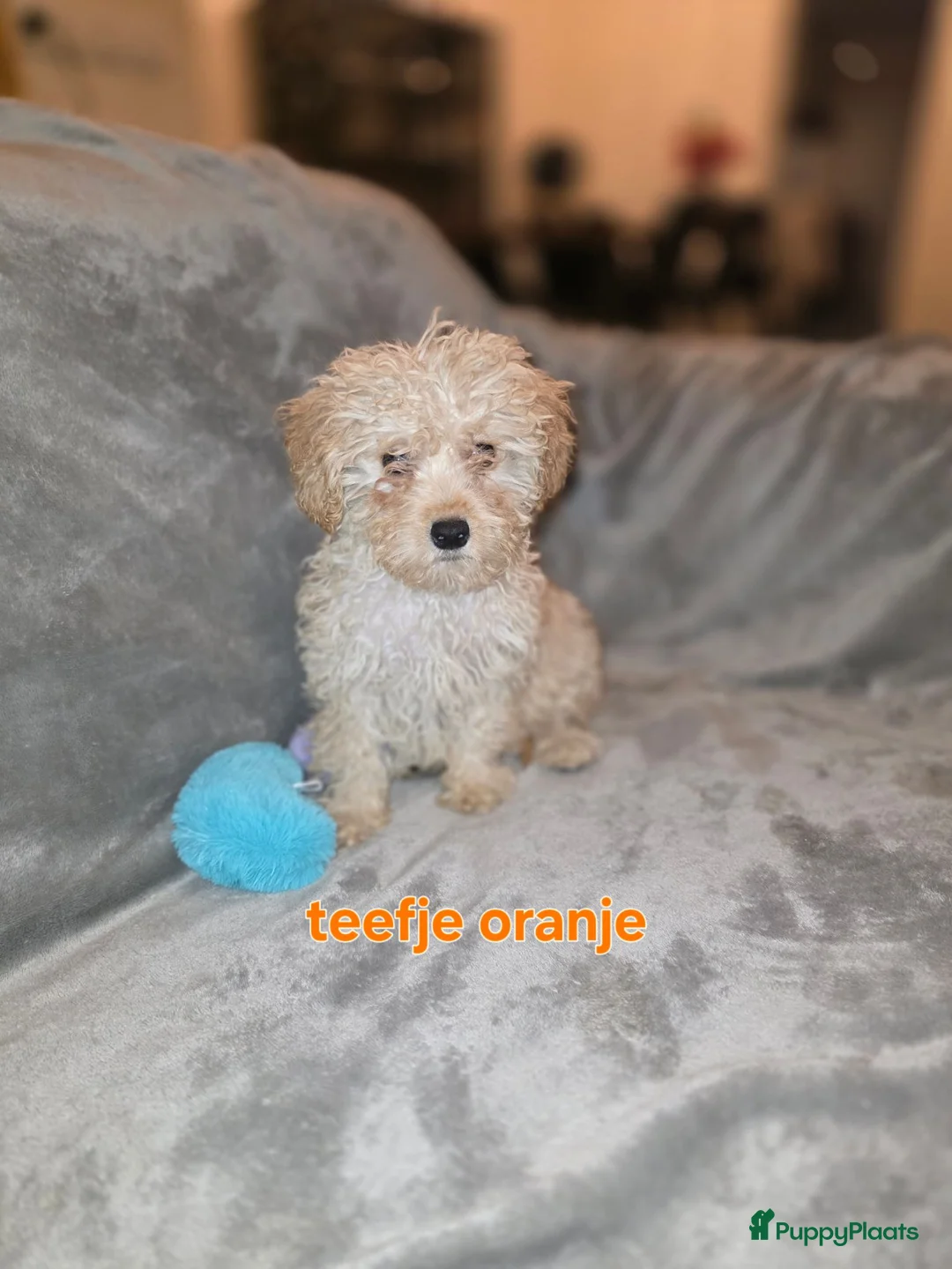 Maltipoo honden te koop: Mooie maltipoo pups 8 weken oud - Advertentie 2