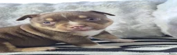 Amerikaanse Bully honden te koop: amerikaanse pocket bully's - Advertentie 8