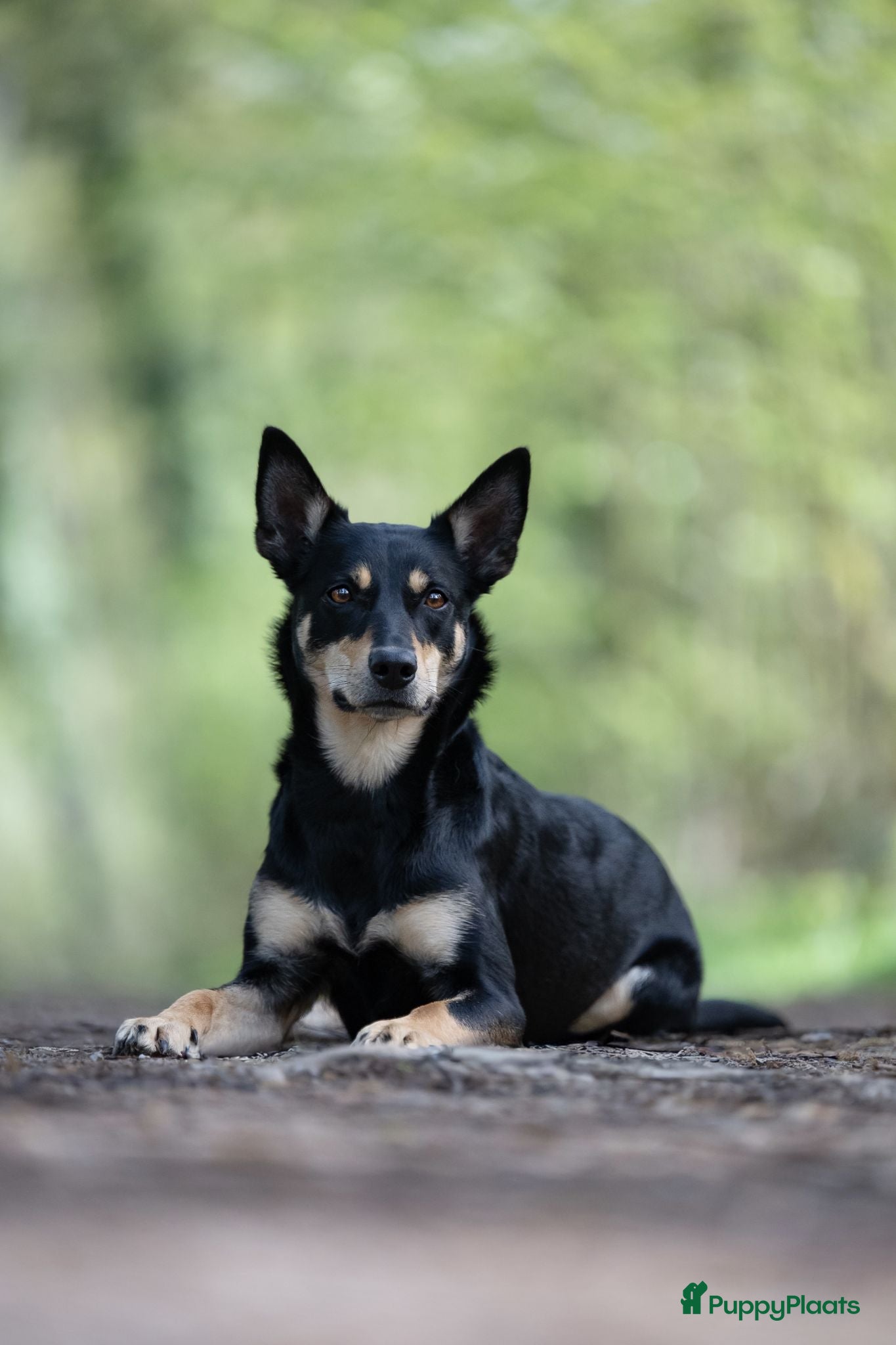 Australian Kelpie honden Australian Kelpie pups zoeken actieve baasjes - Advertentie 17