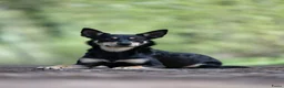 Australian Kelpie honden te koop: Australian Kelpie pups zoeken actieve baasjes - Advertentie 1
