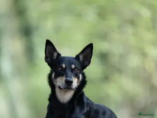 Australian Kelpie honden Australian Kelpie pups zoeken actieve baasjes - Advertentie 17