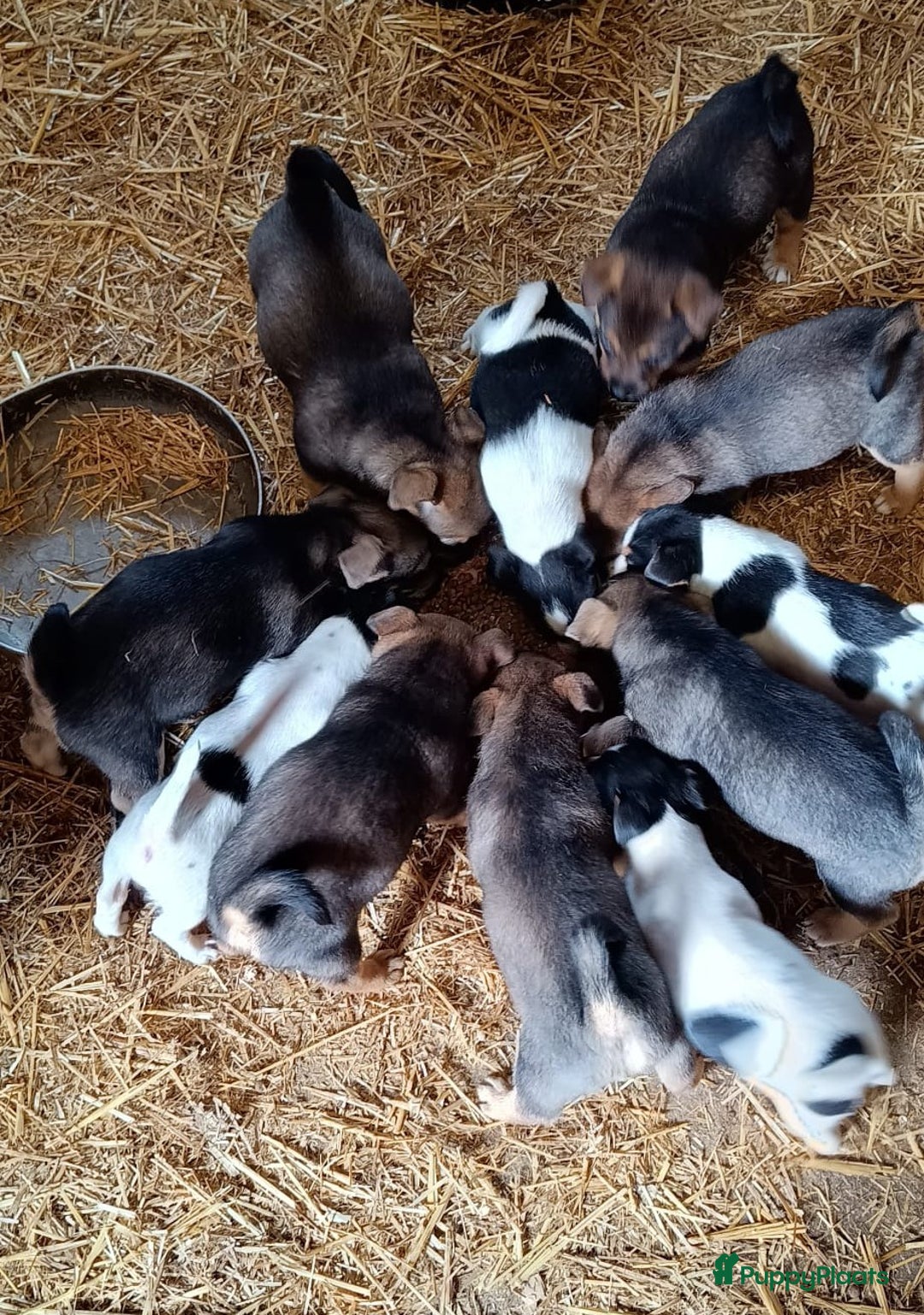 Jack Russel Terriër honden te koop: Pups: Jack Russel X Keeshond - Afbeelding 12