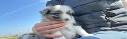 Australian Shepherd honden te koop: Miniature American shepherd pupjes  - Advertentie 6