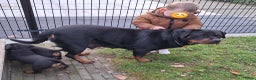 Rottweiler honden te koop: Prachtige Rottweiler pups met STAMBOOM en GARANTIE - Advertentie 18