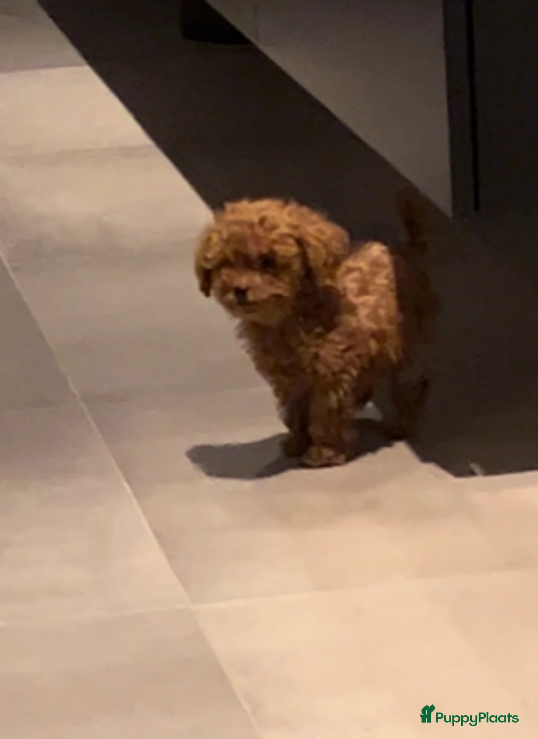 Poedel Toy honden te koop: Mooie roodkleurige Toy poedel pup te koop. - Advertentie 5