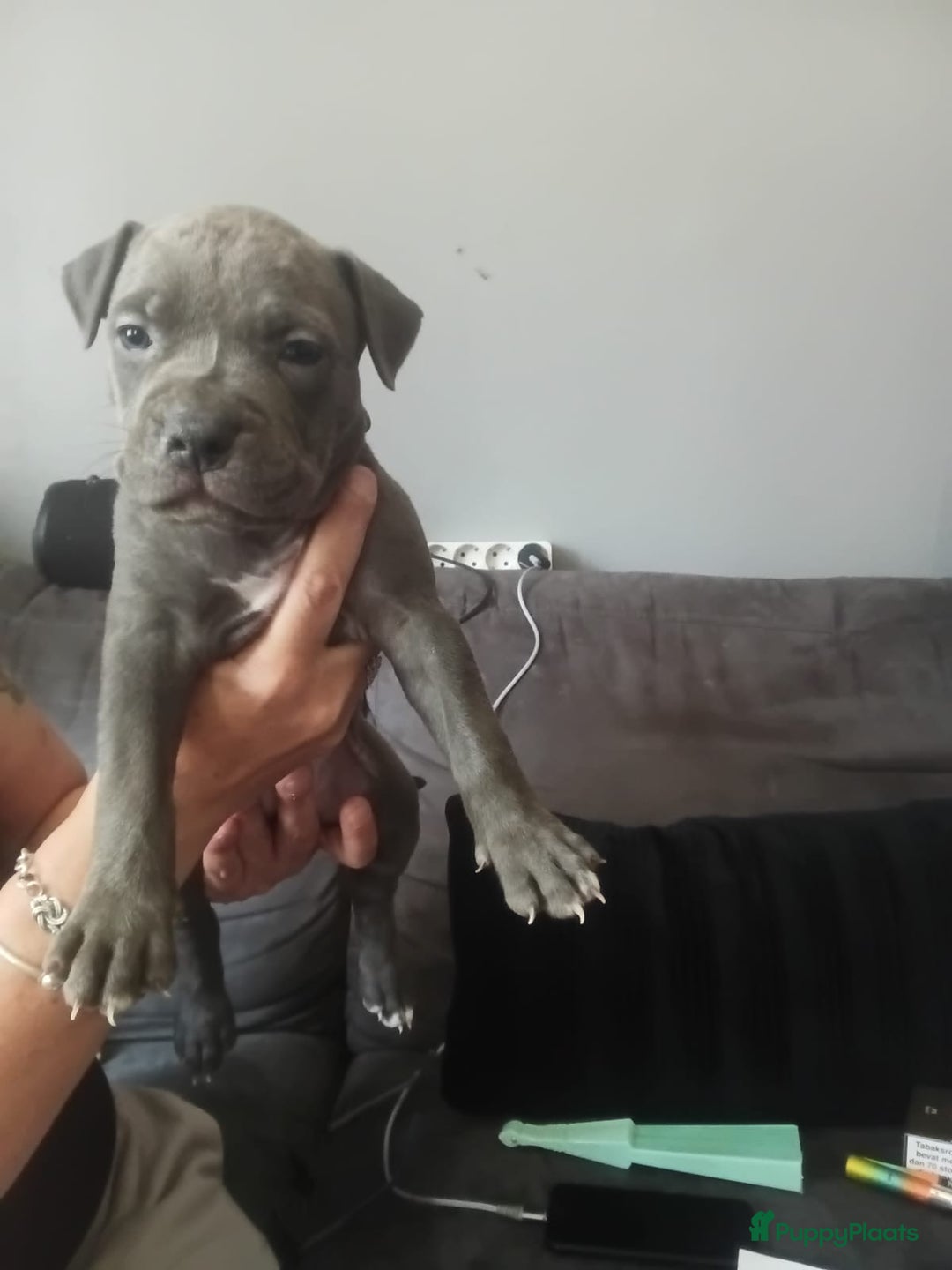 Amerikaanse Bully honden te koop: Puppy 15 weken oud teefje - Advertentie 3