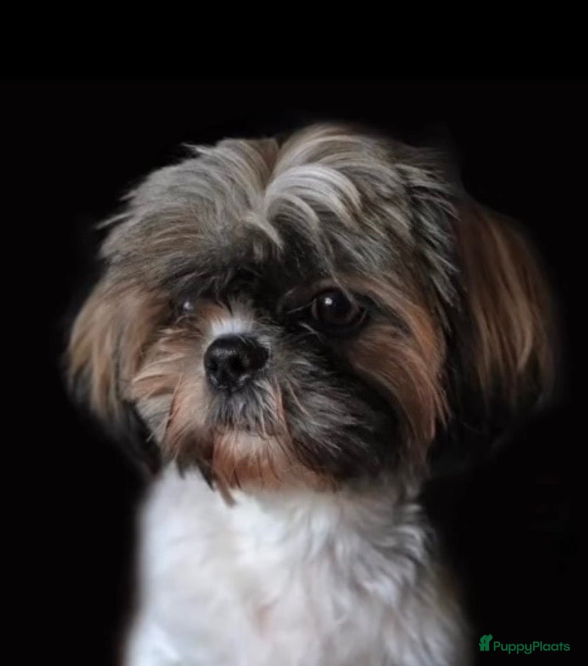 Shih Tzu honden Shih Tzu 3/4 - Advertentie 1