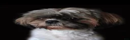 Shih Tzu honden te koop: Shih Tzu 3/4 - Advertentie 1