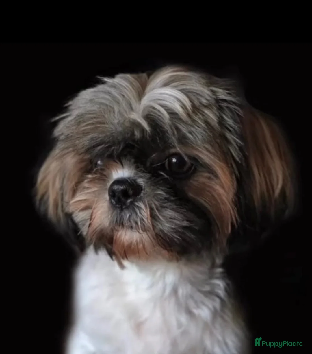 Shih Tzu honden te koop: Shih Tzu 3/4 - Advertentie 1
