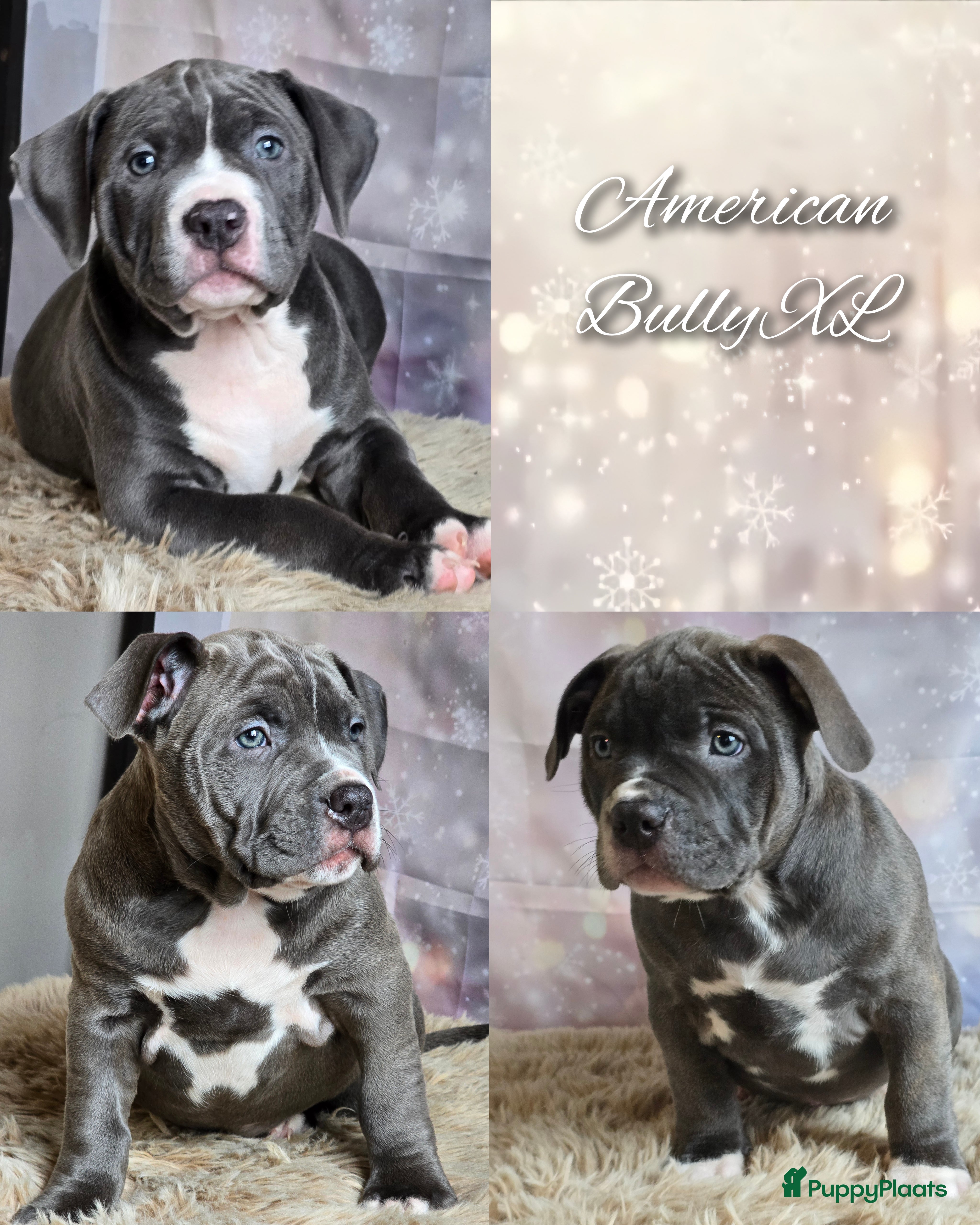 Amerikaanse Bully honden American Bully XL met ABKC stamboom  - Advertentie 1