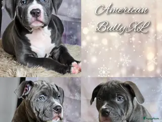 Amerikaanse Bully honden American Bully XL met ABKC stamboom - Advertentie 1