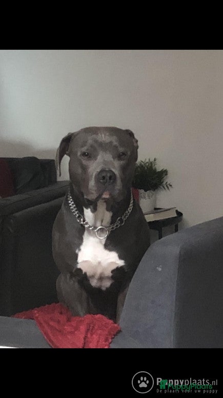 American Staffordshire Terriër honden Dekreu Amstaff (40KG) in Breda - Advertentie 10