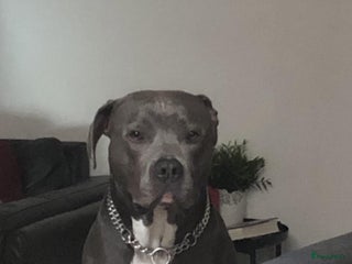 American Staffordshire Terriër honden in Breda - Advertentie 34