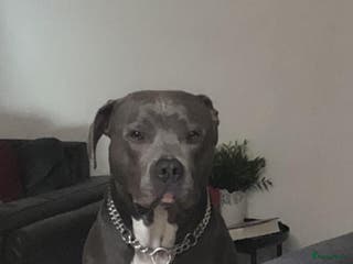 American Staffordshire Terriër honden Dekreu Amstaff (40KG) in Breda - Advertentie 17