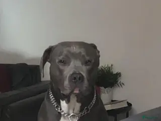 American Staffordshire Terriër honden Dekreu Amstaff (40KG) in Breda - Advertentie 4