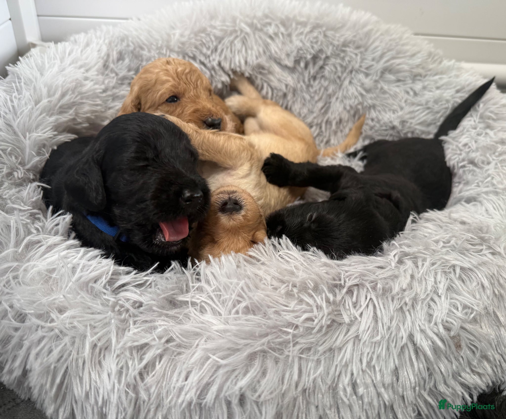 Australian Labradoodle honden (Australian) Labradoodle pups - Advertentie 1