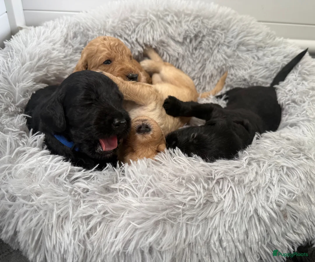 Australian Labradoodle honden te koop: (Australian) Labradoodle pups - Advertentie 2