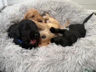 Australian Labradoodle honden (Australian) Labradoodle pups - Advertentie 1