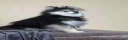 Pomeriaan honden te koop: Lief aanhankelijk meisje  - Advertentie 4