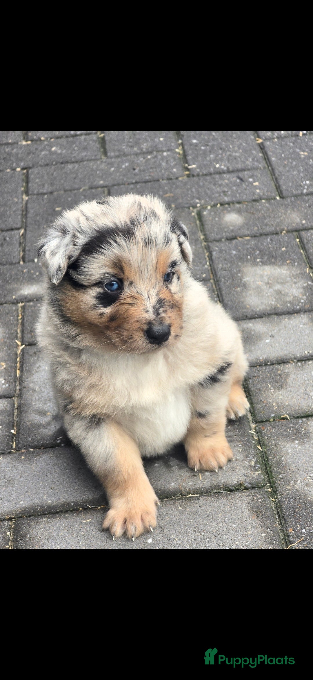 Australian Shepherd honden te koop: Mooie australian sherperd pups. - Advertentie 11