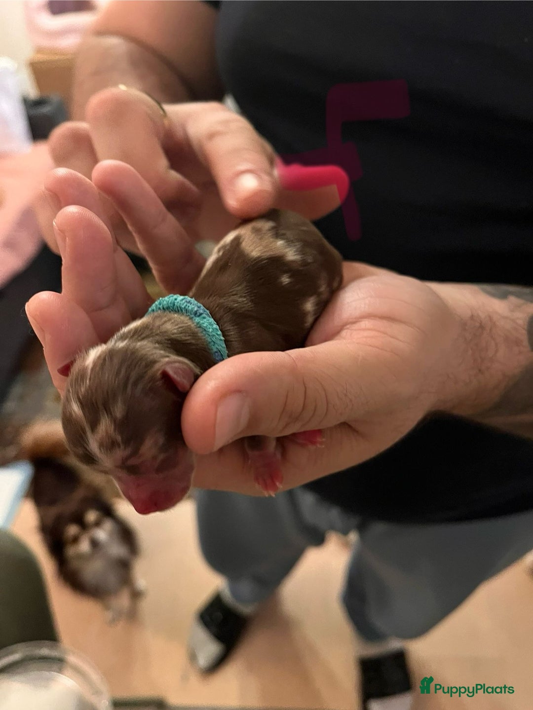 Chihuahua honden te koop: 6 lieve Chihuahua puppy’s - Advertentie 15