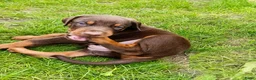 Dobermann honden te koop: 3 Dobermann pups  zoeken  een goud mandje  - Advertentie 5