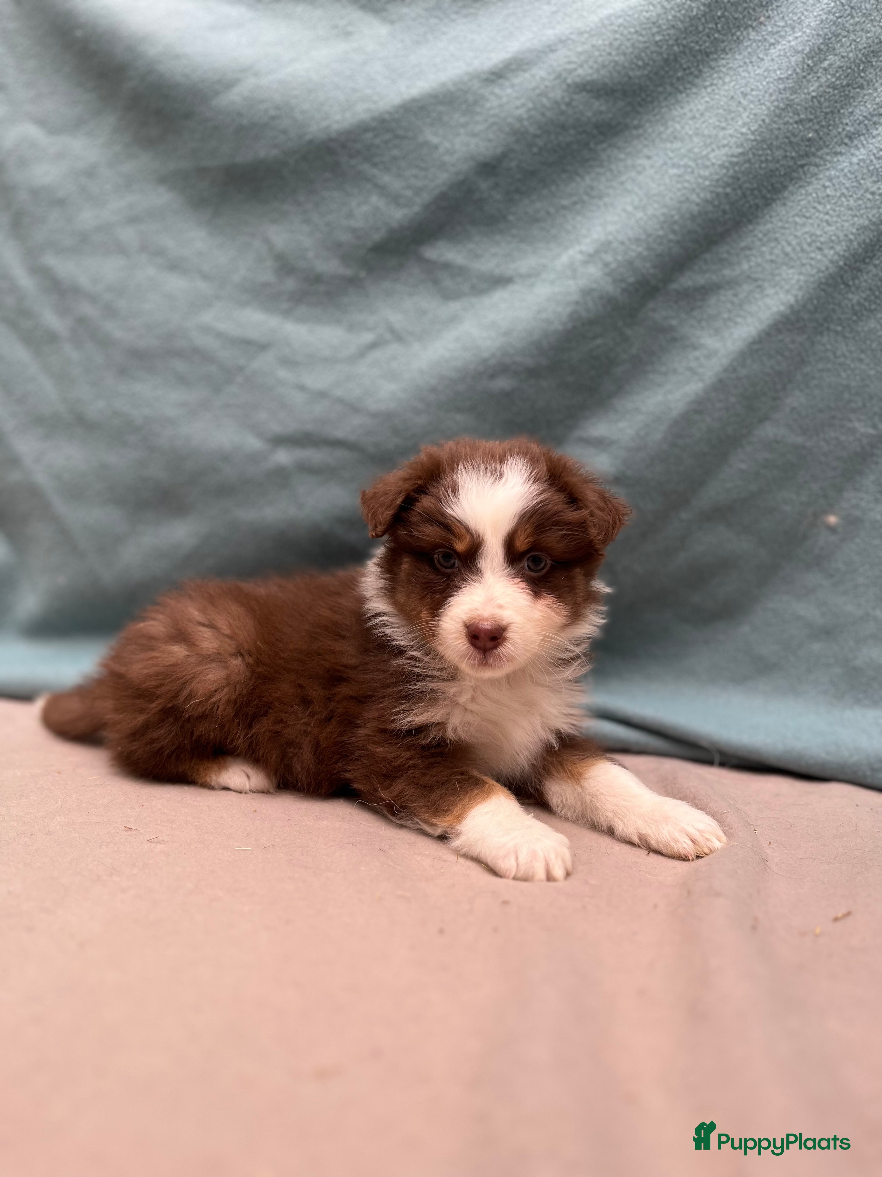Australian Shepherd honden Mini australian shepherd  - Advertentie 2