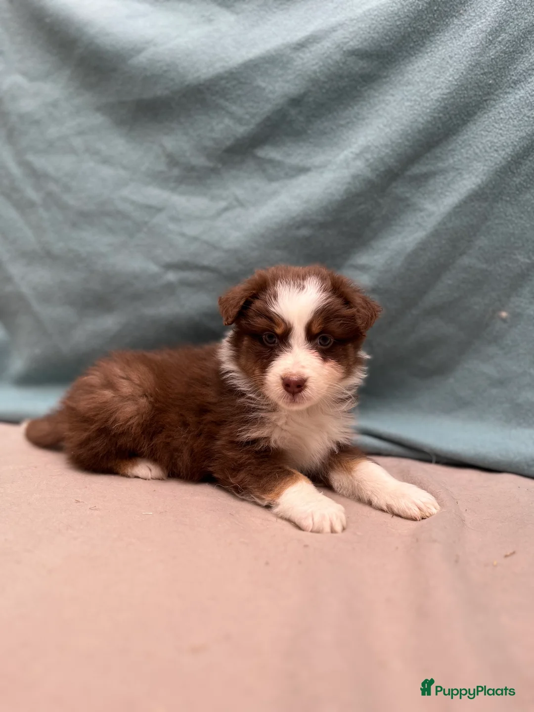 Australian Shepherd honden te koop: Mini australian shepherd  - Advertentie 2