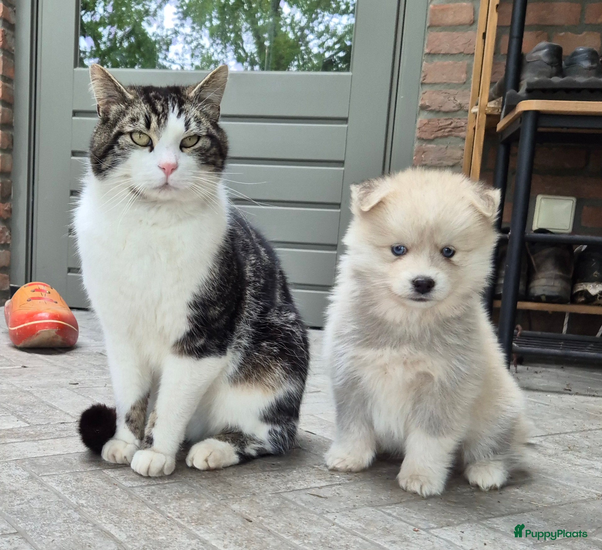 Kruising honden Pomsky x shiba inu (1/4) pups - Advertentie 8
