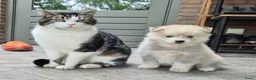 Kruising honden te koop: Pomsky x shiba inu (1/4) pups - Advertentie 1