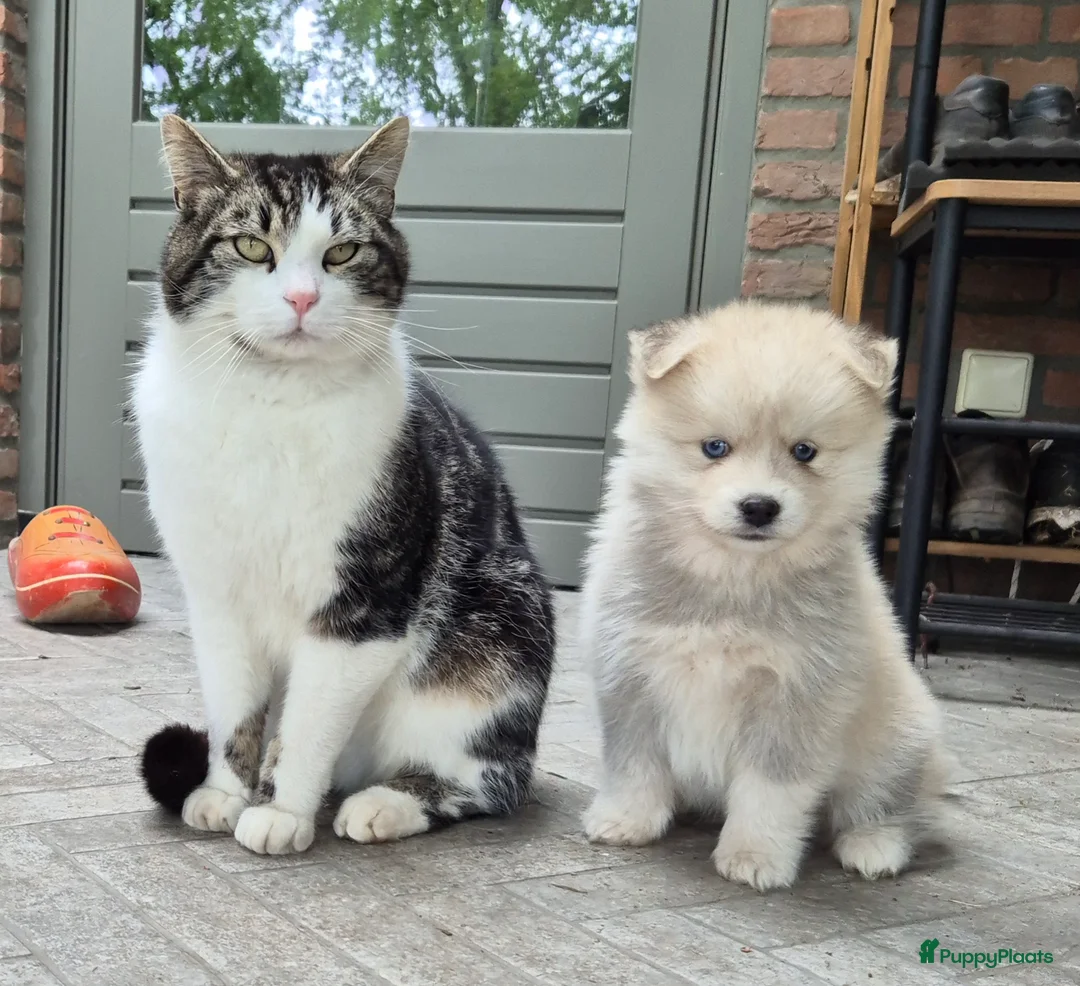Kruising honden te koop: Pomsky x shiba inu (1/4) pups - Advertentie 1