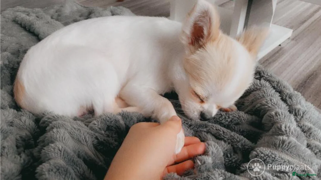 Kruising honden ter dekking: Dekreu chihuahua pomeriaan kruising Pomchi in Heemskerk - Advertentie 8