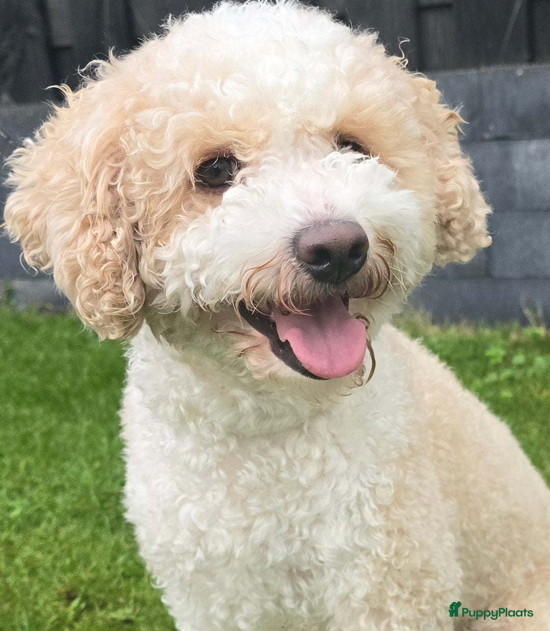 Kruising honden te koop: Goldendoodle reutjes mogen verhuizen - Advertentie 17