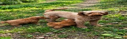 Labradoodle honden te koop: Labradoodle pups Medium - Advertentie 13